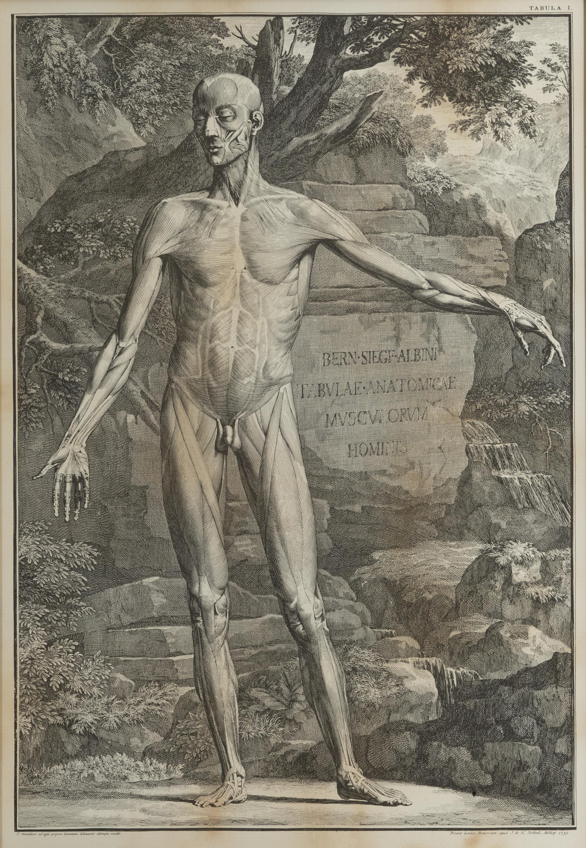 Tabulae sceleti et musculorum corporis humani (three works)