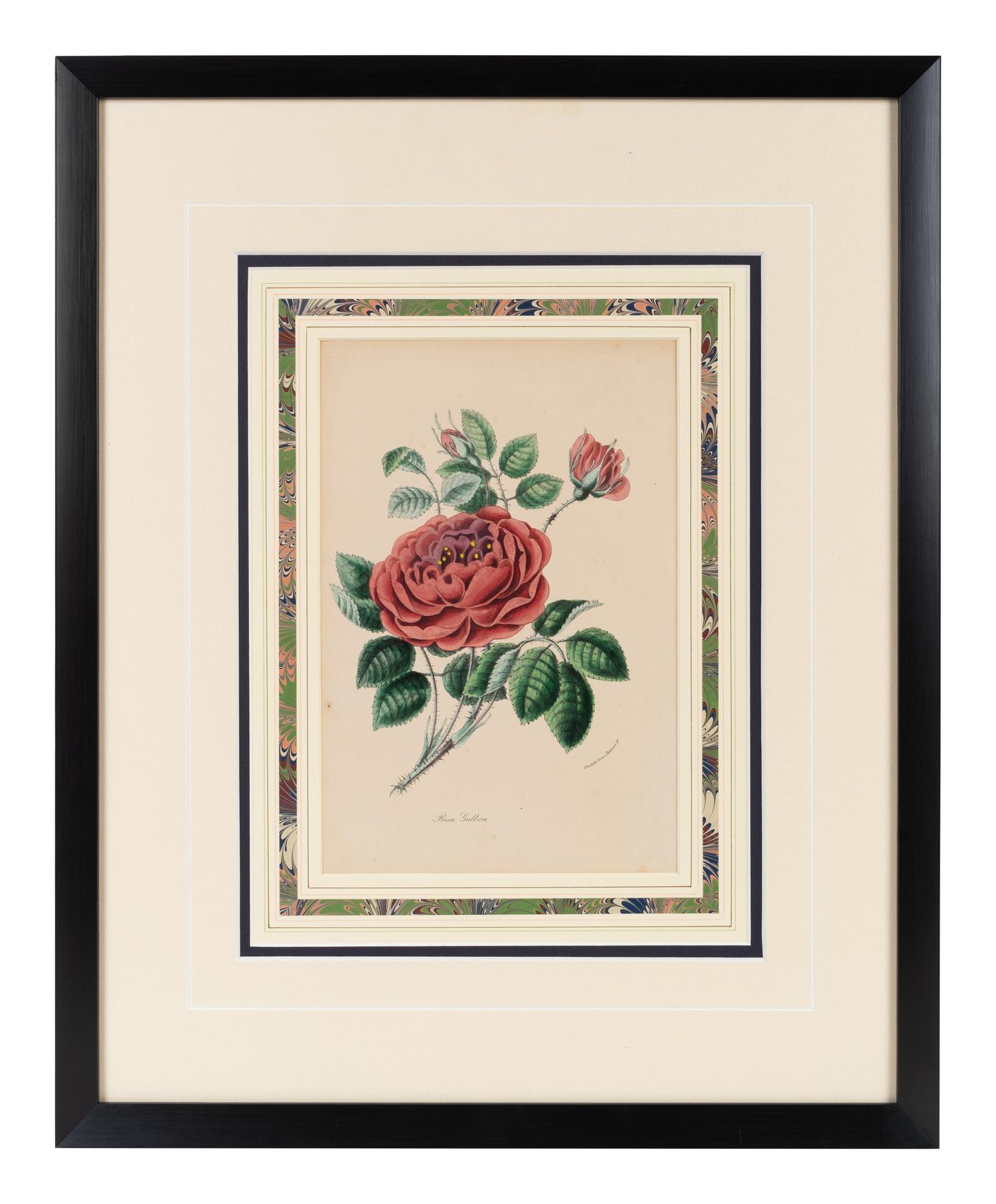 A Collection of Six English Botanical Engravings — 20TH CENTURY