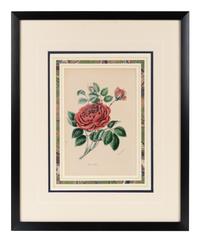 A Collection of Six English Botanical Engravings — 20TH CENTURY
