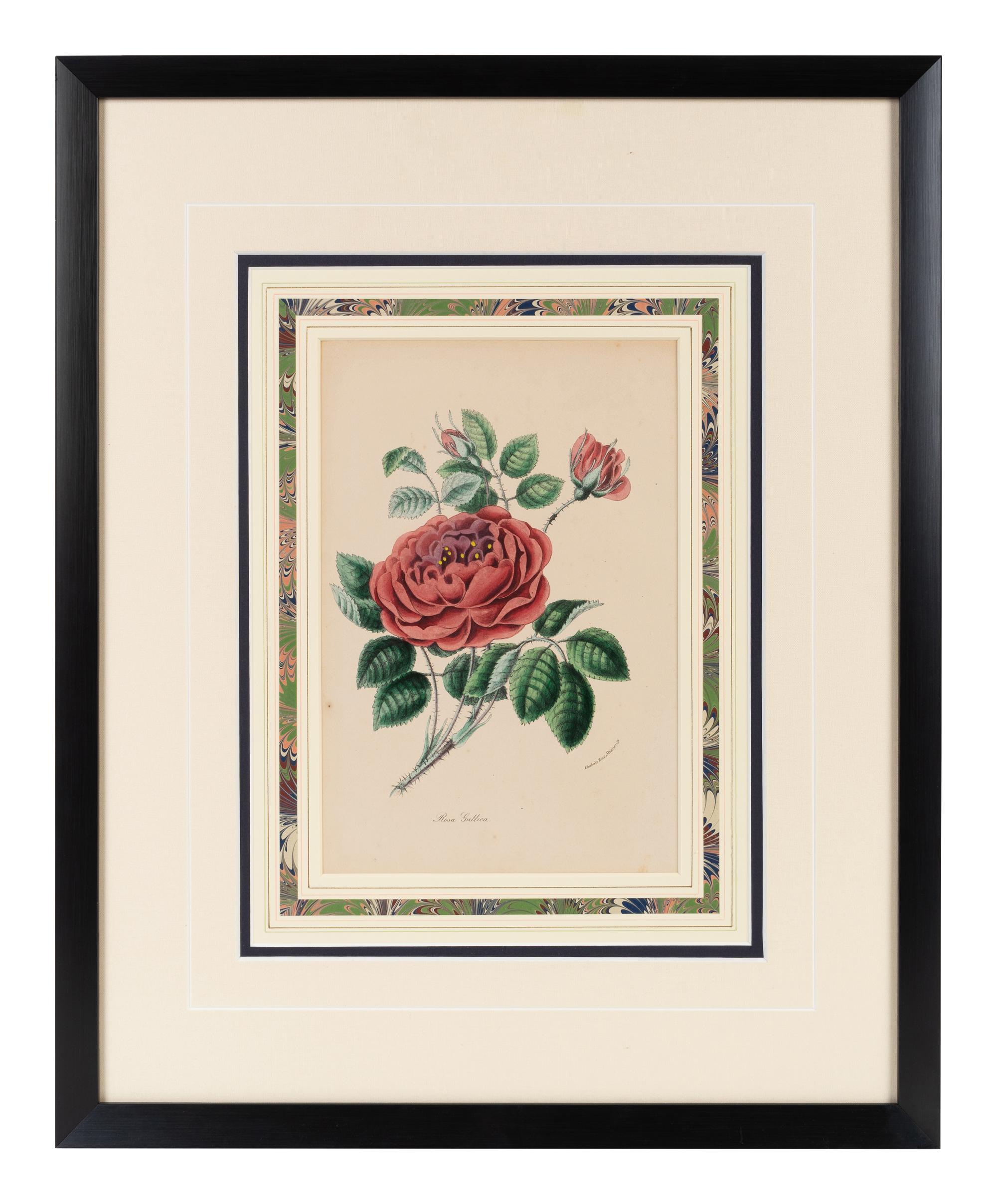 A Collection of Six English Botanical Engravings — 20TH CENTURY
