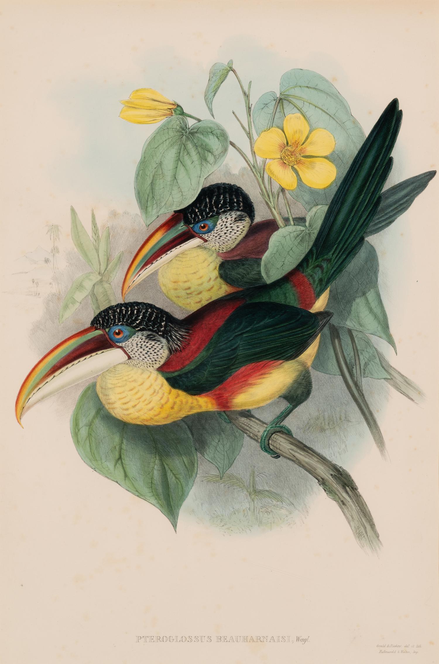 GOULD, John (1804-1881). Pteroglossus beauharnaesii . London, 1833-34.