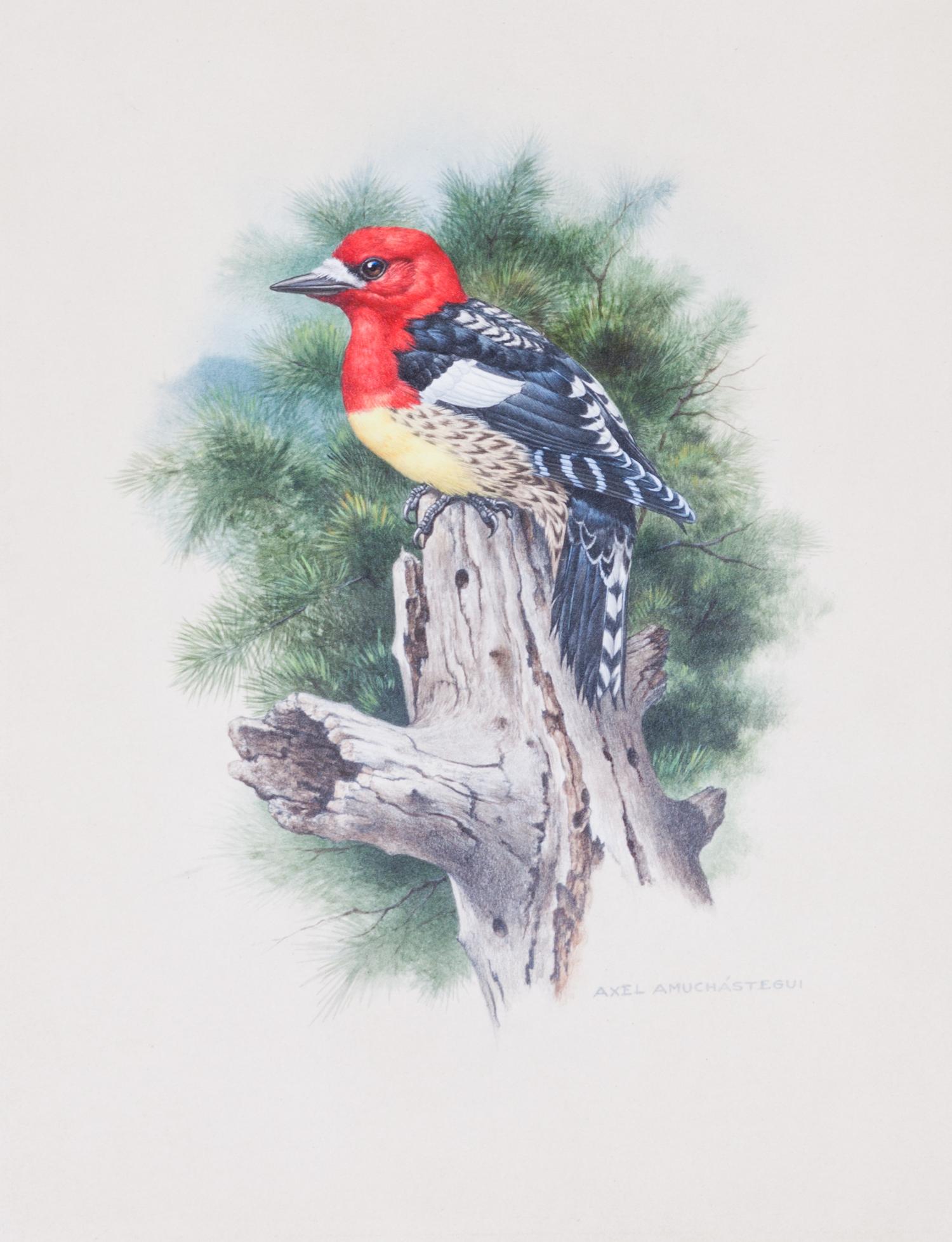 Axel Amuchastegui, (Argentinean, 1921-2002), Sapsucker