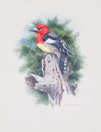 Axel Amuchastegui, (Argentinean, 1921-2002), Sapsucker