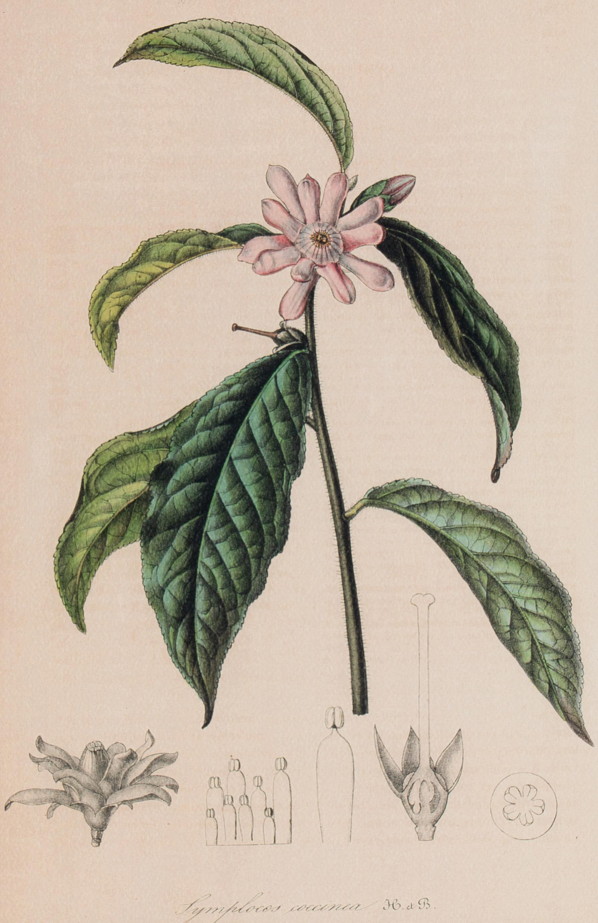 A Set of Six Hand-Colored Botanical Lithographs from L'illustration Horticole: Journal Special Des Serres Et Des Jardins
