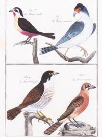 A Framed Group of Six Colored Engravings of Birds