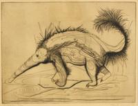 Ray H. French, (American, 1919-2000), Anteater, 1947