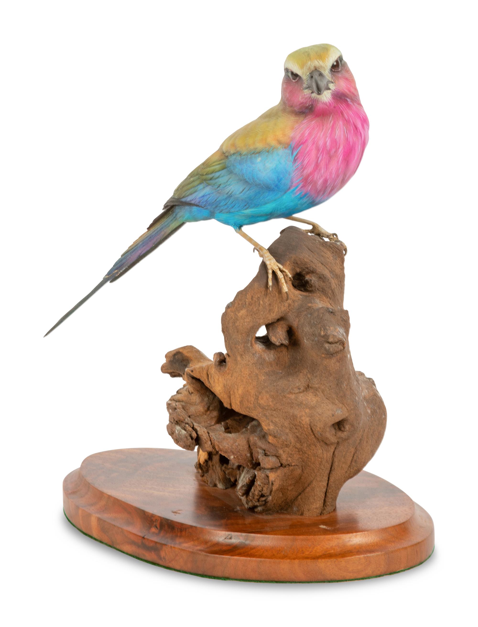 Feathered Rainbow , 2000