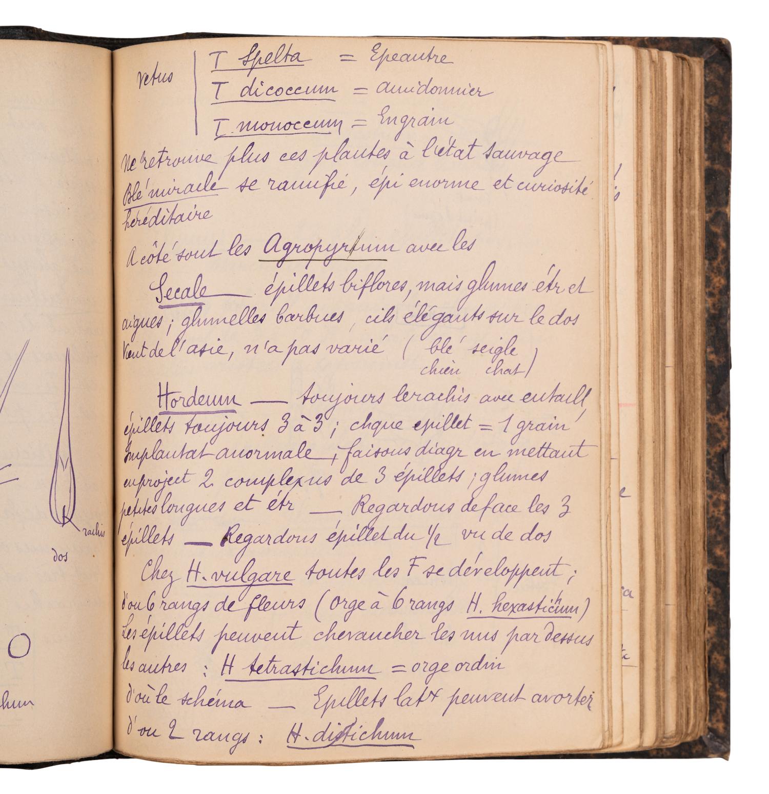 [BOTANY & GARDENING -- MANUSCRIPTS]. A group of 5 manuscripts, comprising: