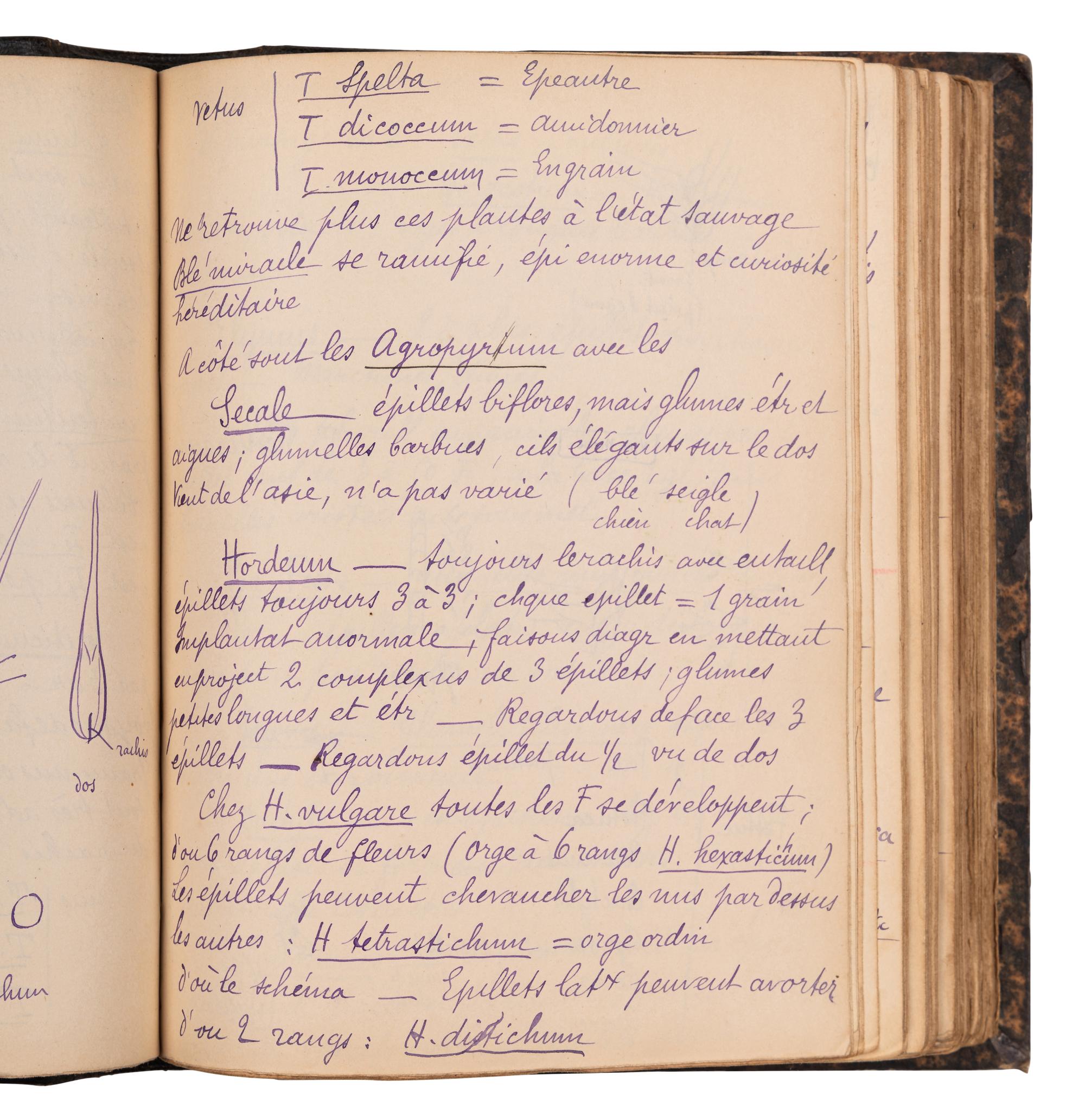 [BOTANY & GARDENING -- MANUSCRIPTS]. A group of 5 manuscripts, comprising: