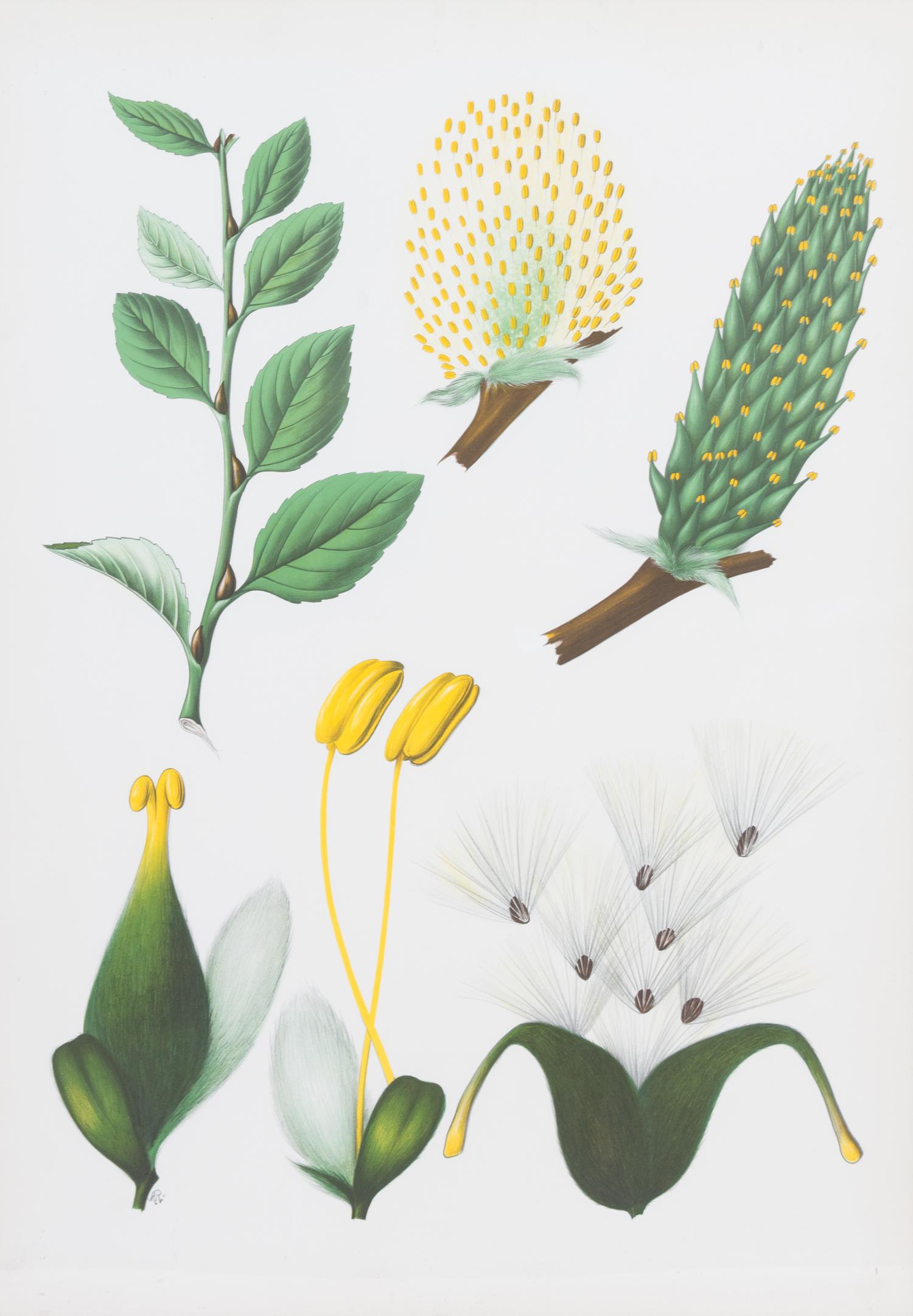 A Pair of Framed Color Botanical Prints Framed 38 1/4 X 26 3/4 inches. — 20TH CENTURY