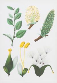 A Pair of Framed Color Botanical Prints Framed 38 1/4 X 26 3/4 inches. — 20TH CENTURY