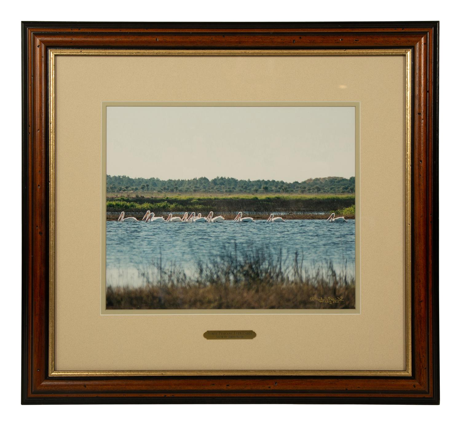 Cypress Trees, Great Blue Heron; White Pelicans, Everglades; and White Ibis in Cypress Tree