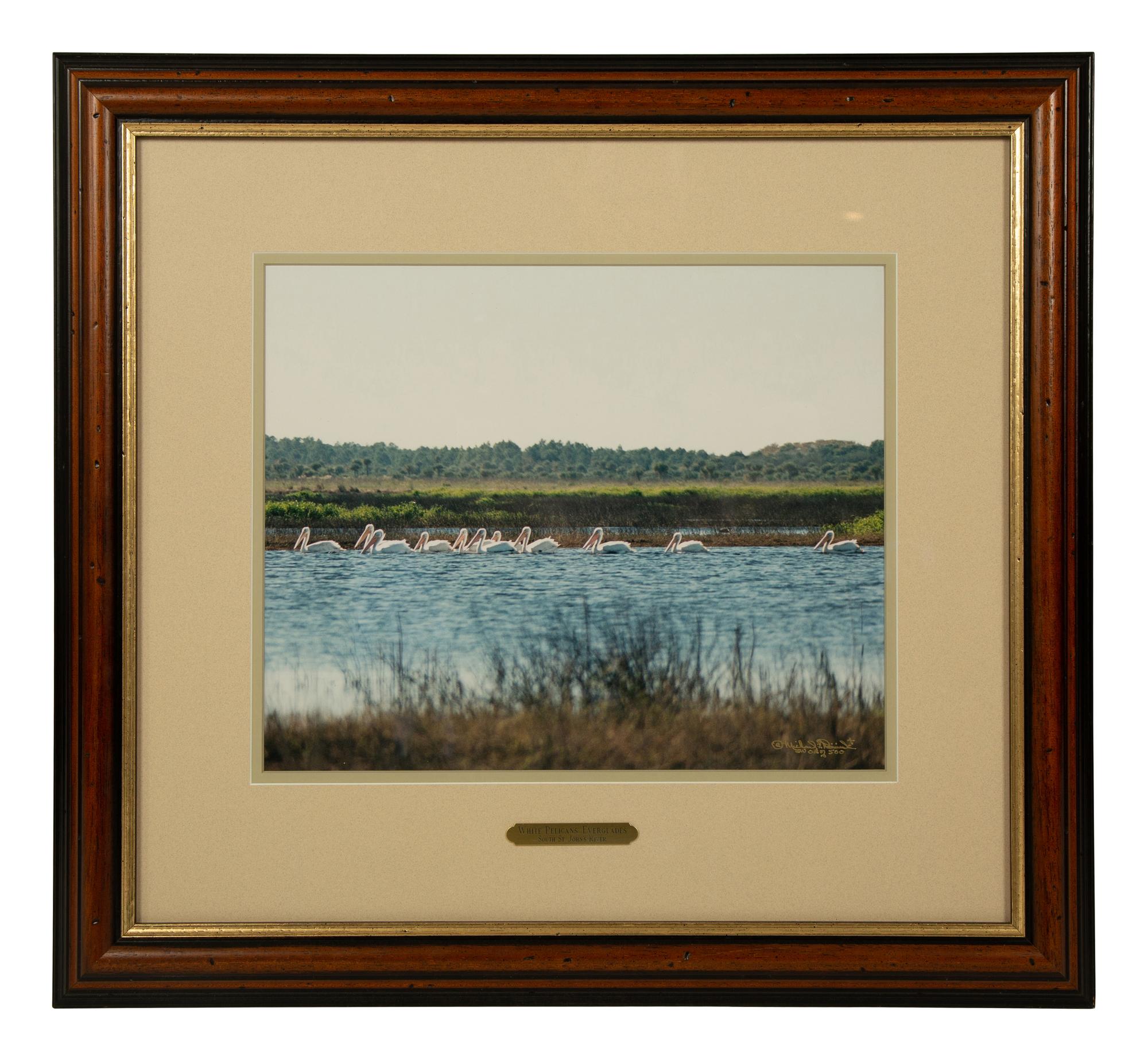 Cypress Trees, Great Blue Heron; White Pelicans, Everglades; and White Ibis in Cypress Tree