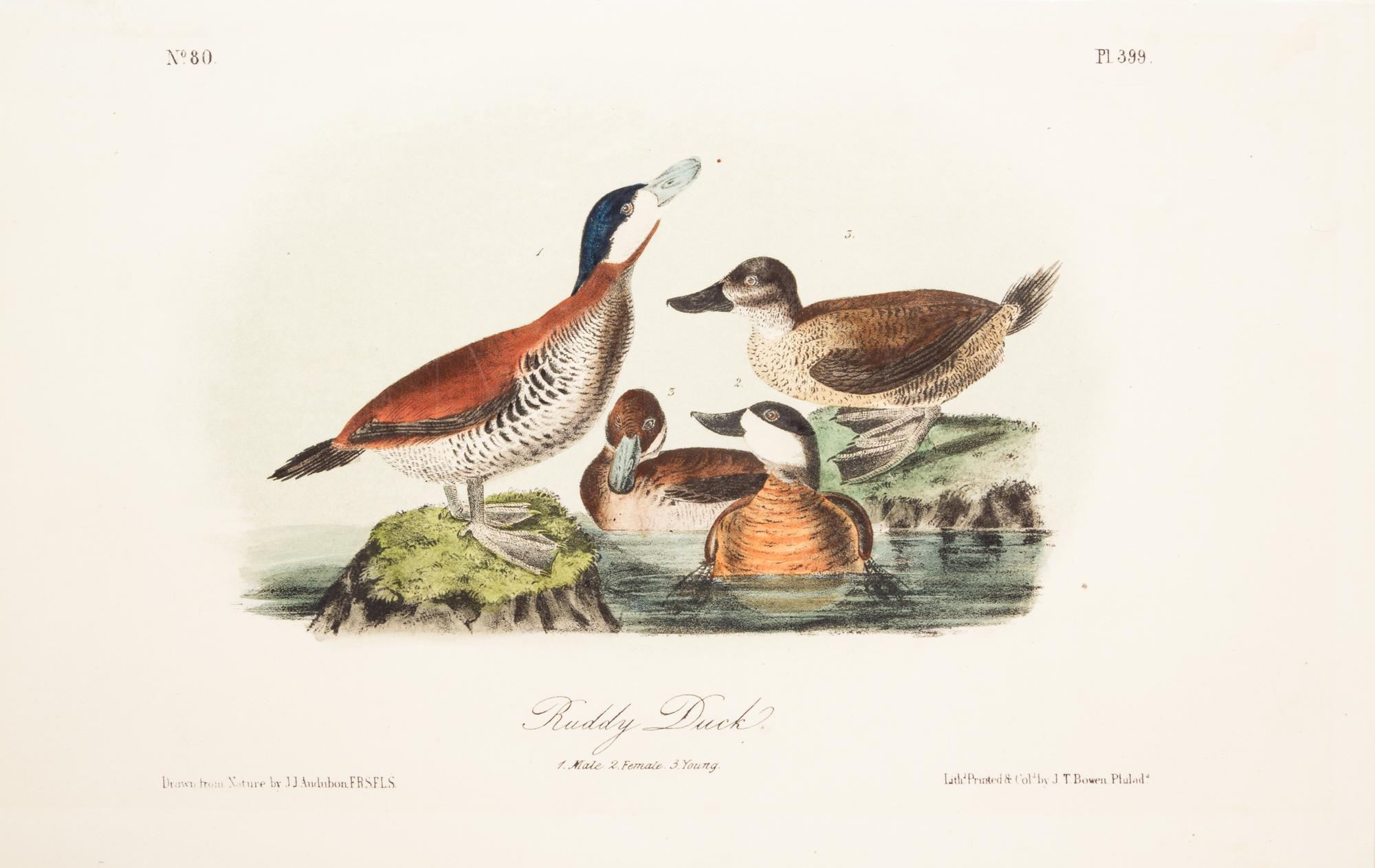 (AUDUBON, JOHN JAMES, after) BOWEN, J.T. A group of five hand-colored litho plates from the 8vo ed. of the Birds of America, 1852.