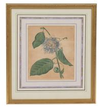 A Collection of Twelve Botanical Engravings Largest framed dimensions 27 x 9 inches. — 19TH/20TH CENTURY