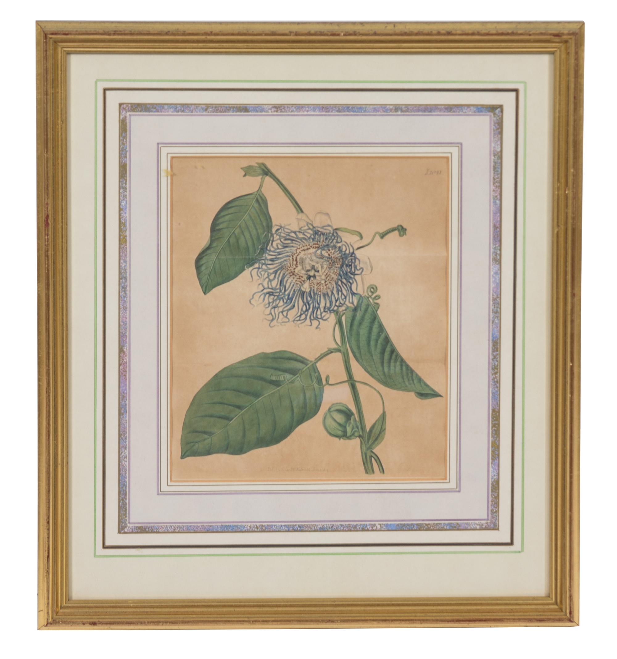A Collection of Twelve Botanical Engravings Largest framed dimensions 27 x 9 inches. — 19TH/20TH CENTURY