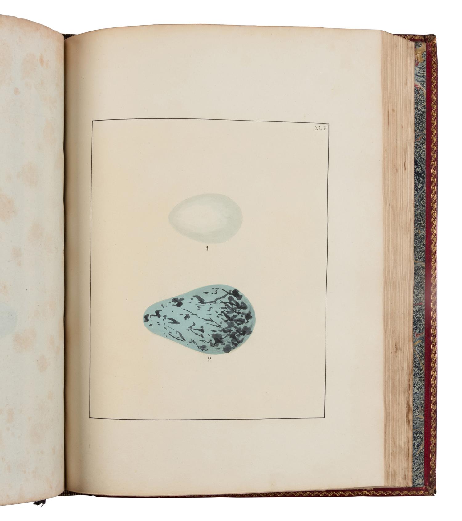 [NATURAL HISTORY]. LEWIN, William (1747-1795). The Birds of Great-Britain with their Eggs . London: Printed for the author, 1789-1794.