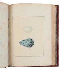 [NATURAL HISTORY]. LEWIN, William (1747-1795). The Birds of Great-Britain with their Eggs . London: Printed for the author, 1789-1794.