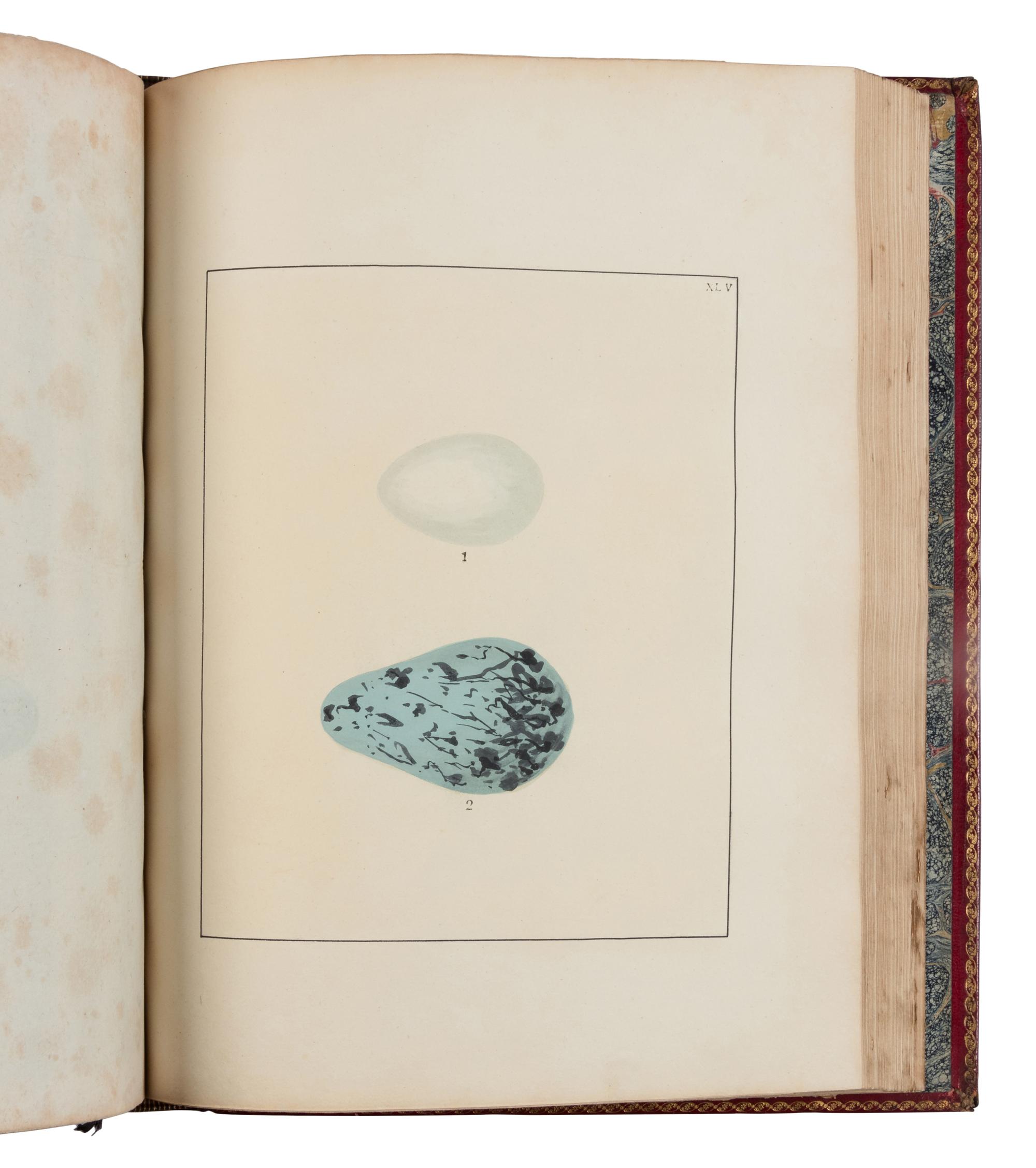 [NATURAL HISTORY]. LEWIN, William (1747-1795). The Birds of Great-Britain with their Eggs . London: Printed for the author, 1789-1794.