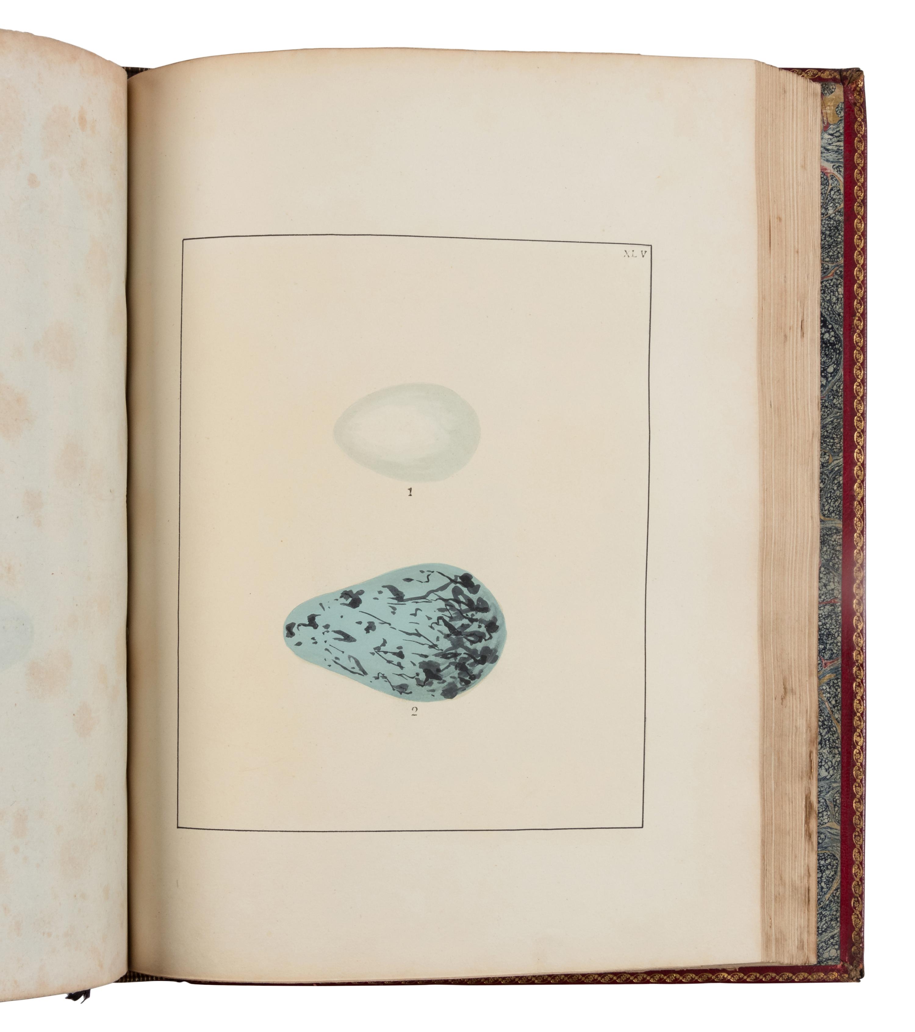 [NATURAL HISTORY]. LEWIN, William (1747-1795). The Birds of Great-Britain with their Eggs . London: Printed for the author, 1789-1794.