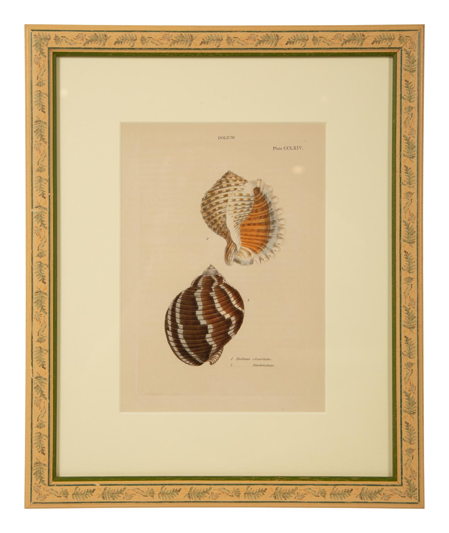 Conchologia Systematica: Eight Plates, 1841