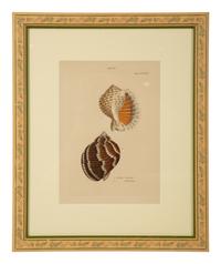 Conchologia Systematica: Eight Plates, 1841