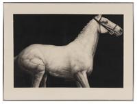 Study (Horse) , 1979