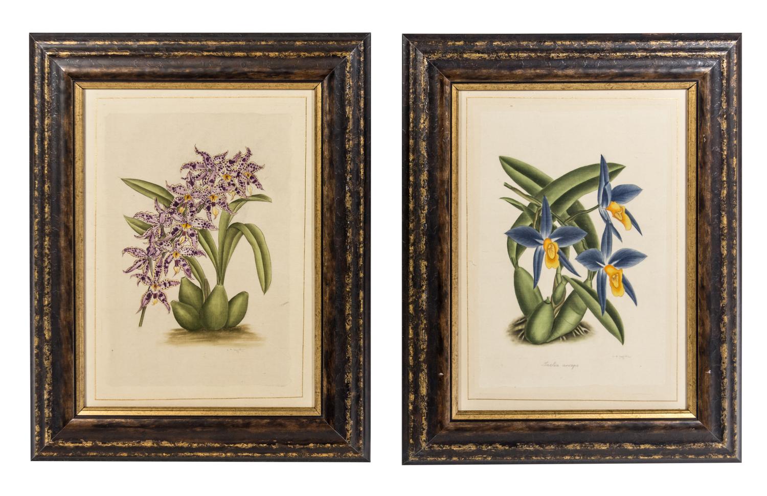 La Roche Laffitte, (French, b. 1943), Four Botanical Studies