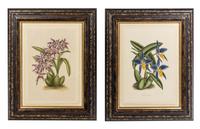 La Roche Laffitte, (French, b. 1943), Four Botanical Studies