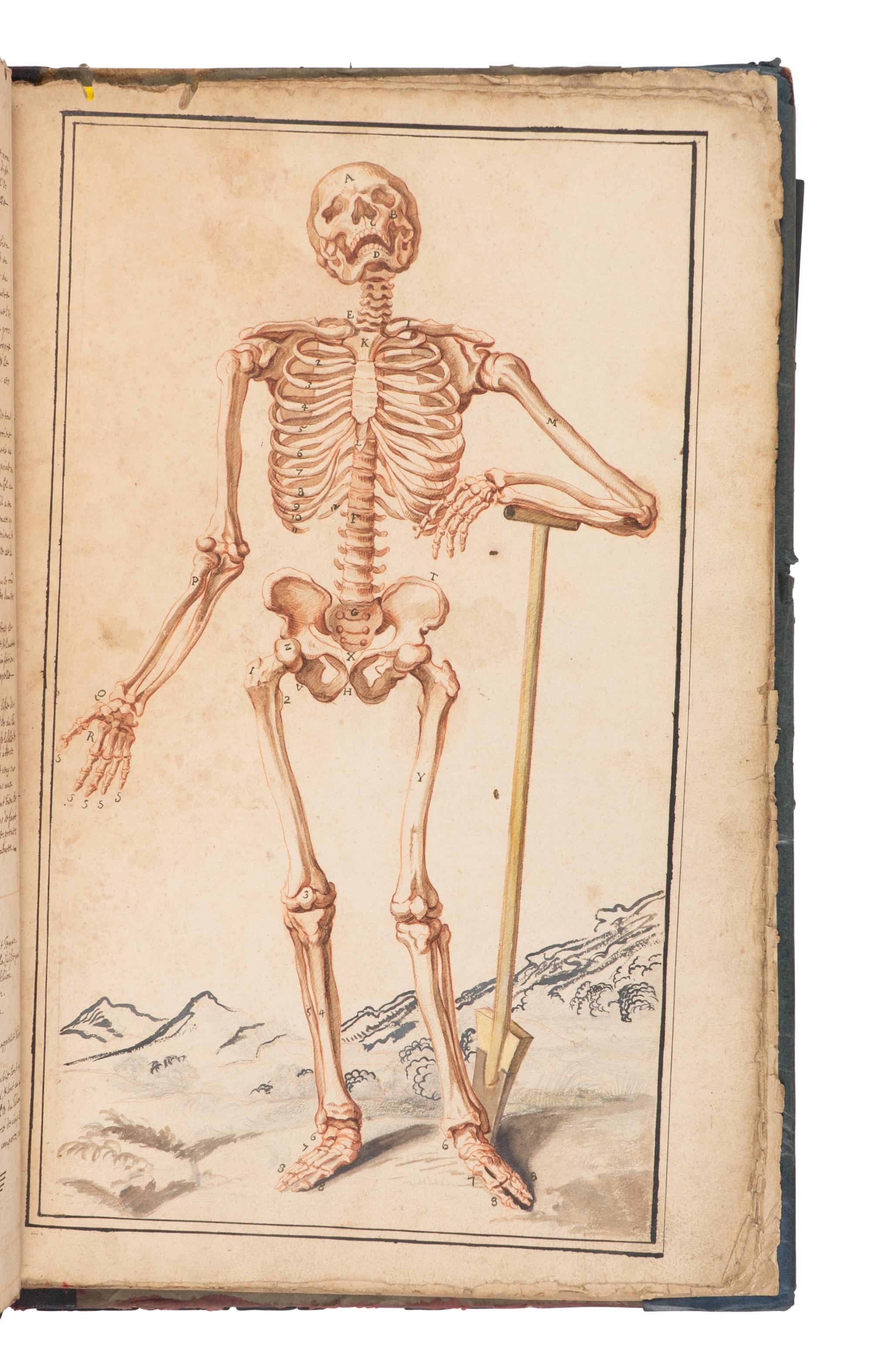 [SCIENCE & MEDICINE -MANUSCRIPT]. [After TORTEBAT, Francois (c 1616-1690), illustrator. -- PILES, Roger de (1635-1709)]. "Abrege d'Anatomie Accommode aux Arts de Peinture et de Sculpture. " [France, ca 17th- early 18th century].