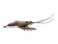 A Japanese Bronze Articulated Okimono of an Ebi (Spiny Lobster)