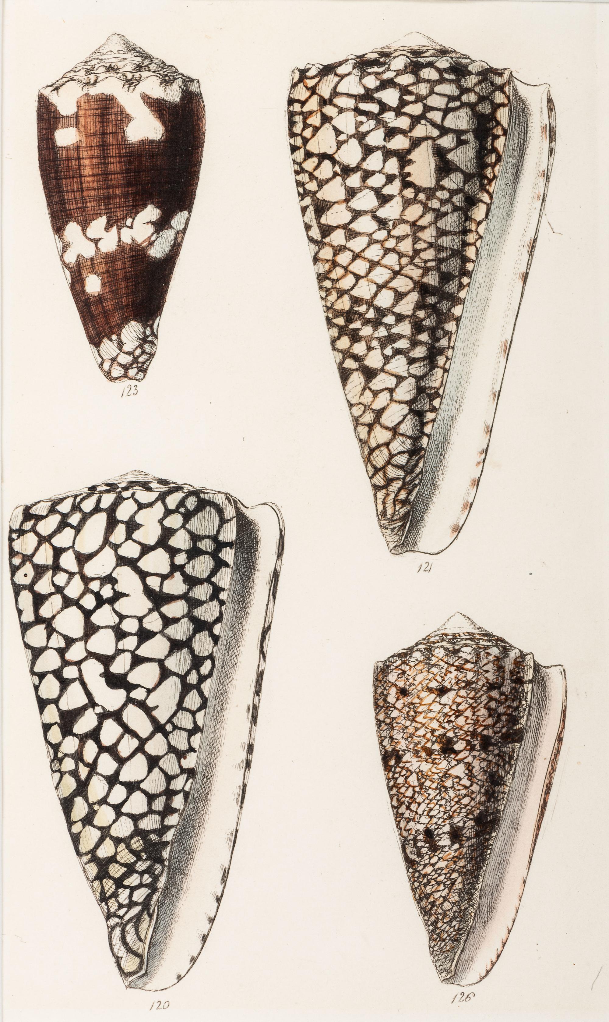 Thirteen Hand-Colored Shell Engravings