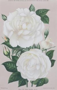 A Collection of Five Chromolithographs of Botanicals Height of largest frame 23 x width 20 inches.