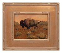 Plains Buffalo