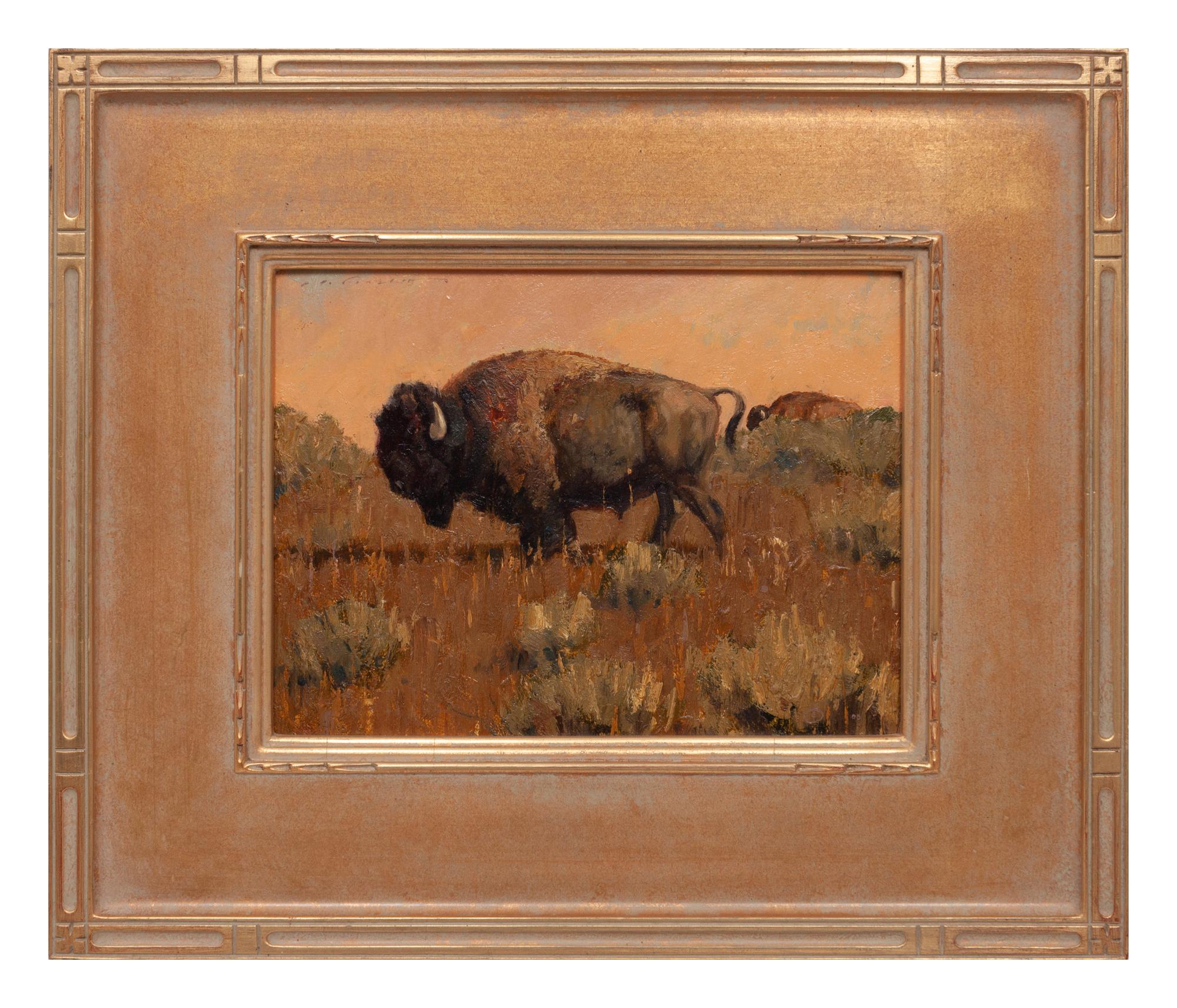 Plains Buffalo