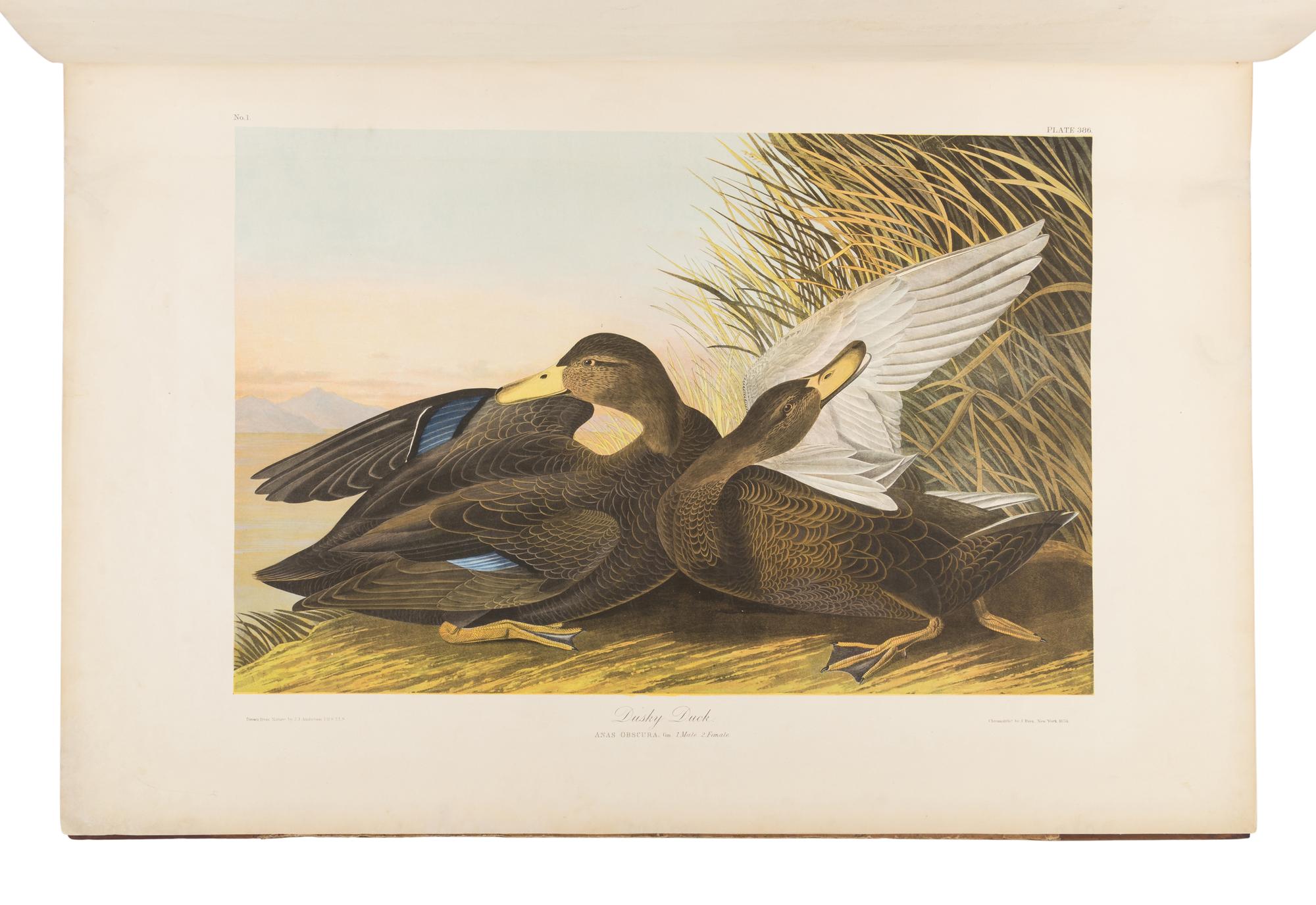 AUDUBON, John James (1785-1851). The Birds of America, from Original Drawings by John James Audubon...Reissued by J [ ohn ] W [ oodhouse ] Audubon . New York: Roe Lockwood & Son, 1860.