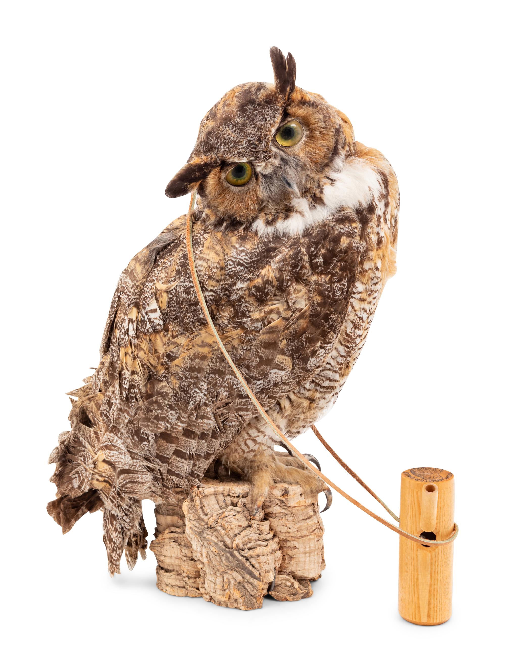 A Taxidermy Owl