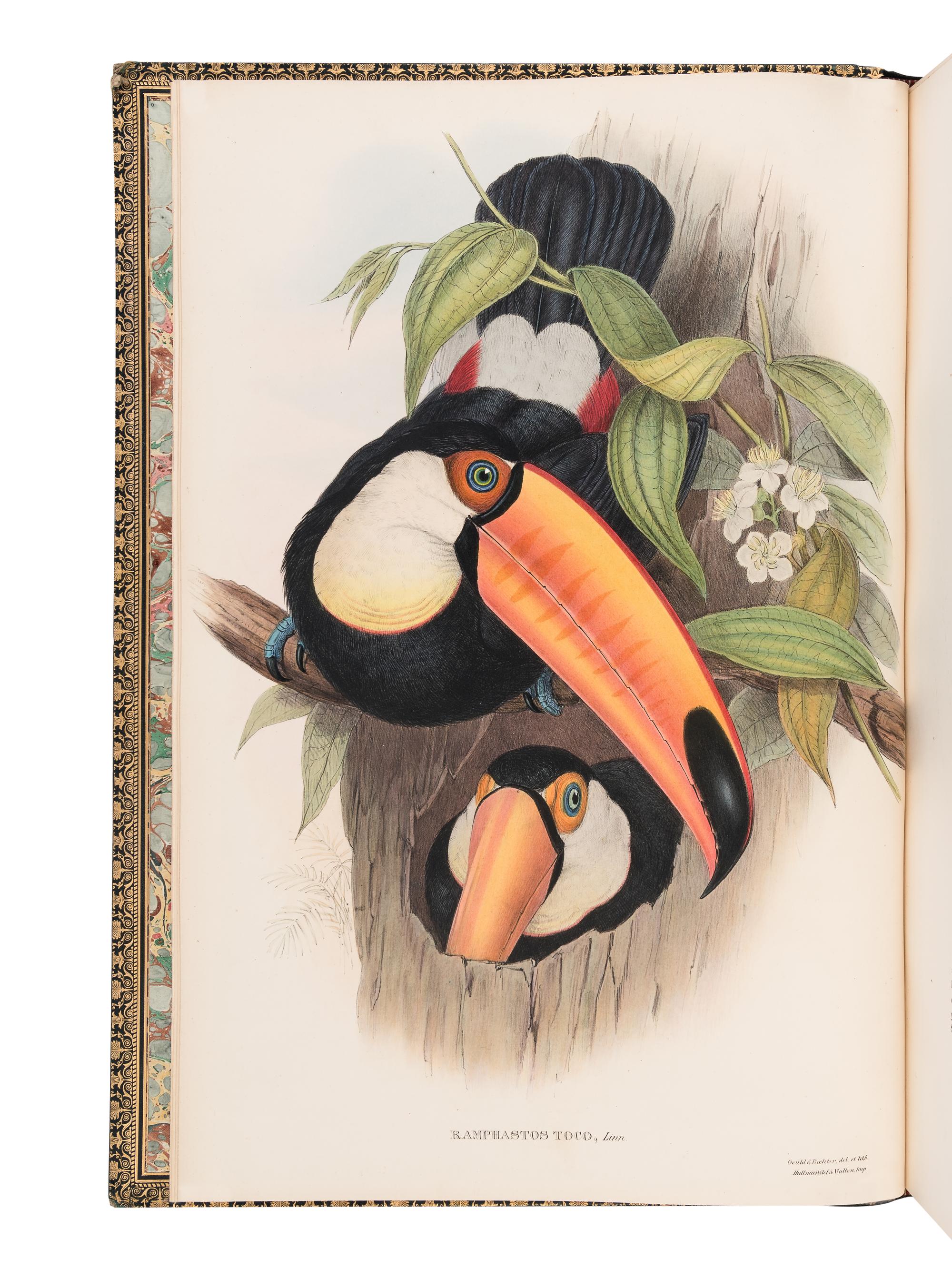[NATURAL HISTORY]. GOULD, John (1804-1881). A Monograph of the Ramphastidae, or Family of Toucans . London: Taylor and Francis for the Author, [1852-] 1854.