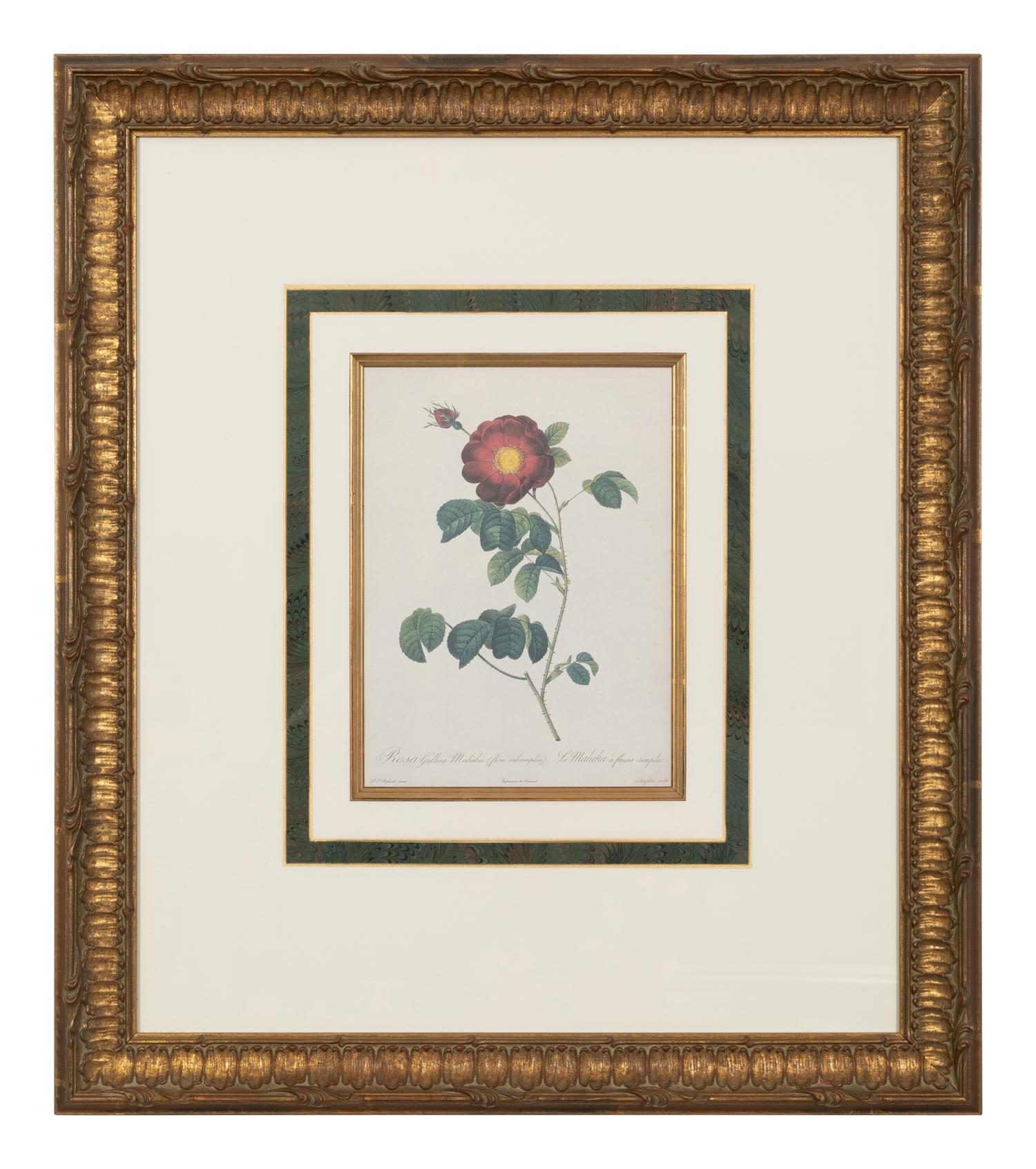 A Set of Six Chromolithographs of Roses after Pierre Joseph Redouté