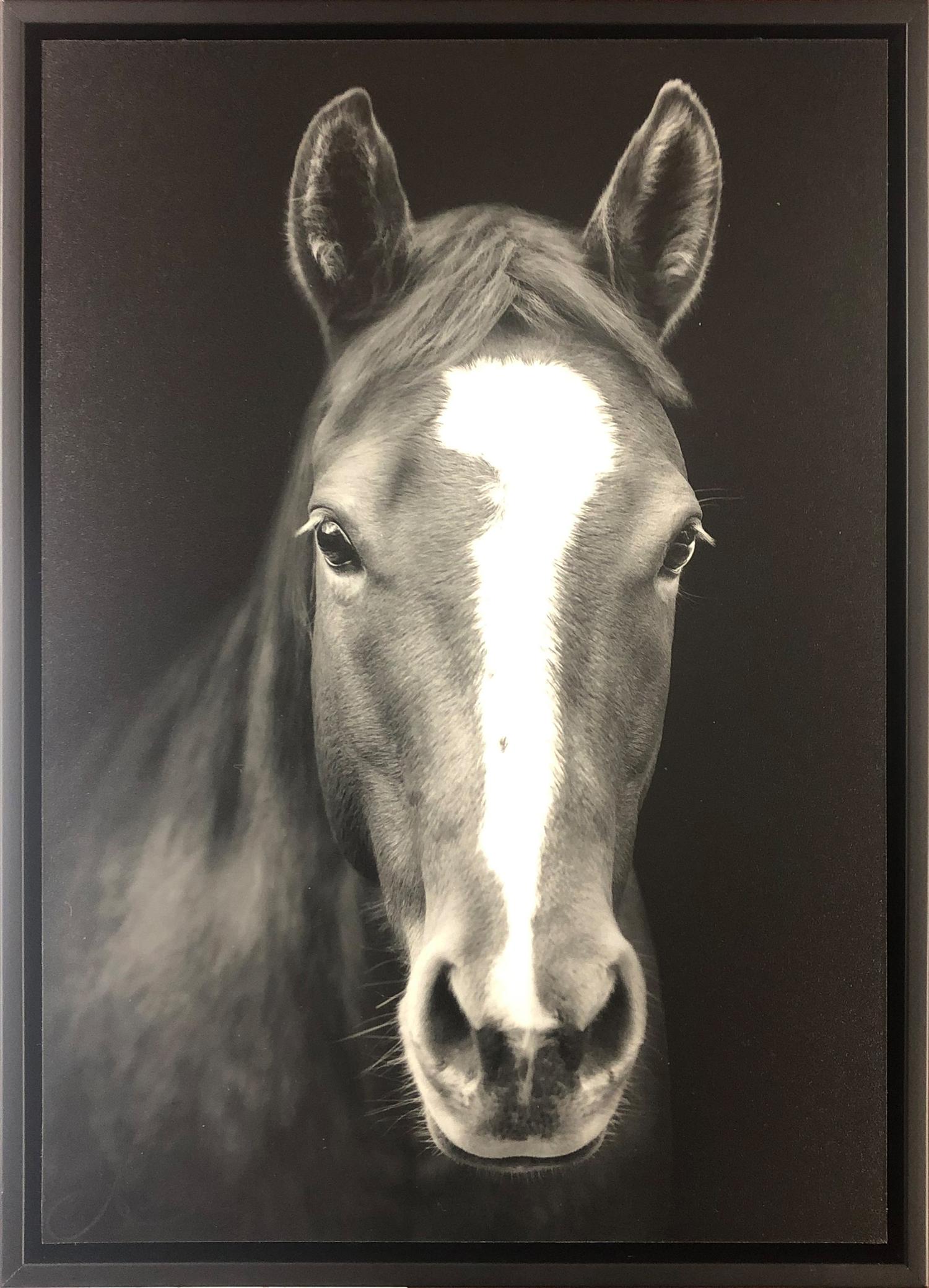 Portrait of a Quarter Horse, edition 3/50, 2020
