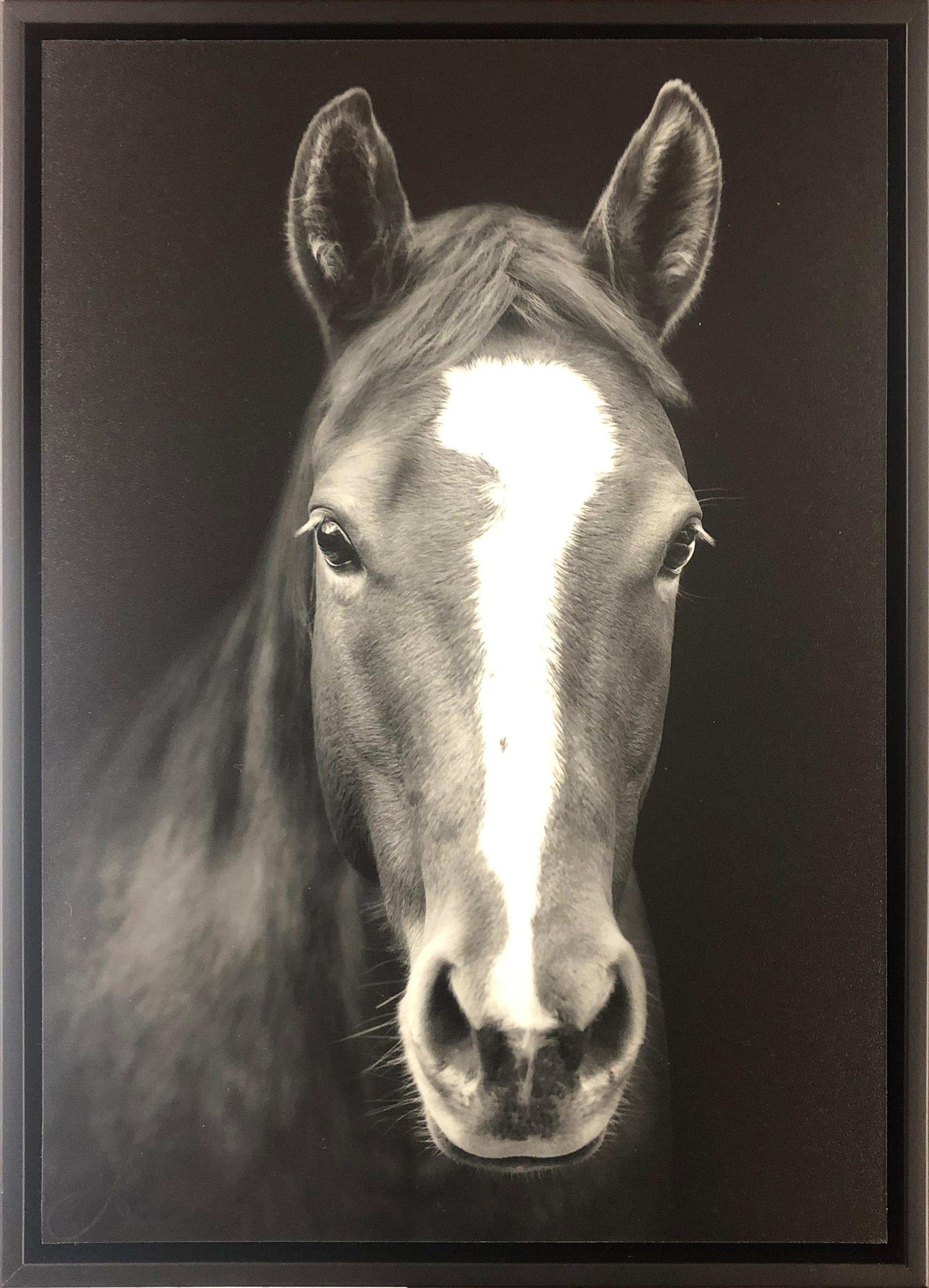 Portrait of a Quarter Horse, edition 3/50, 2020