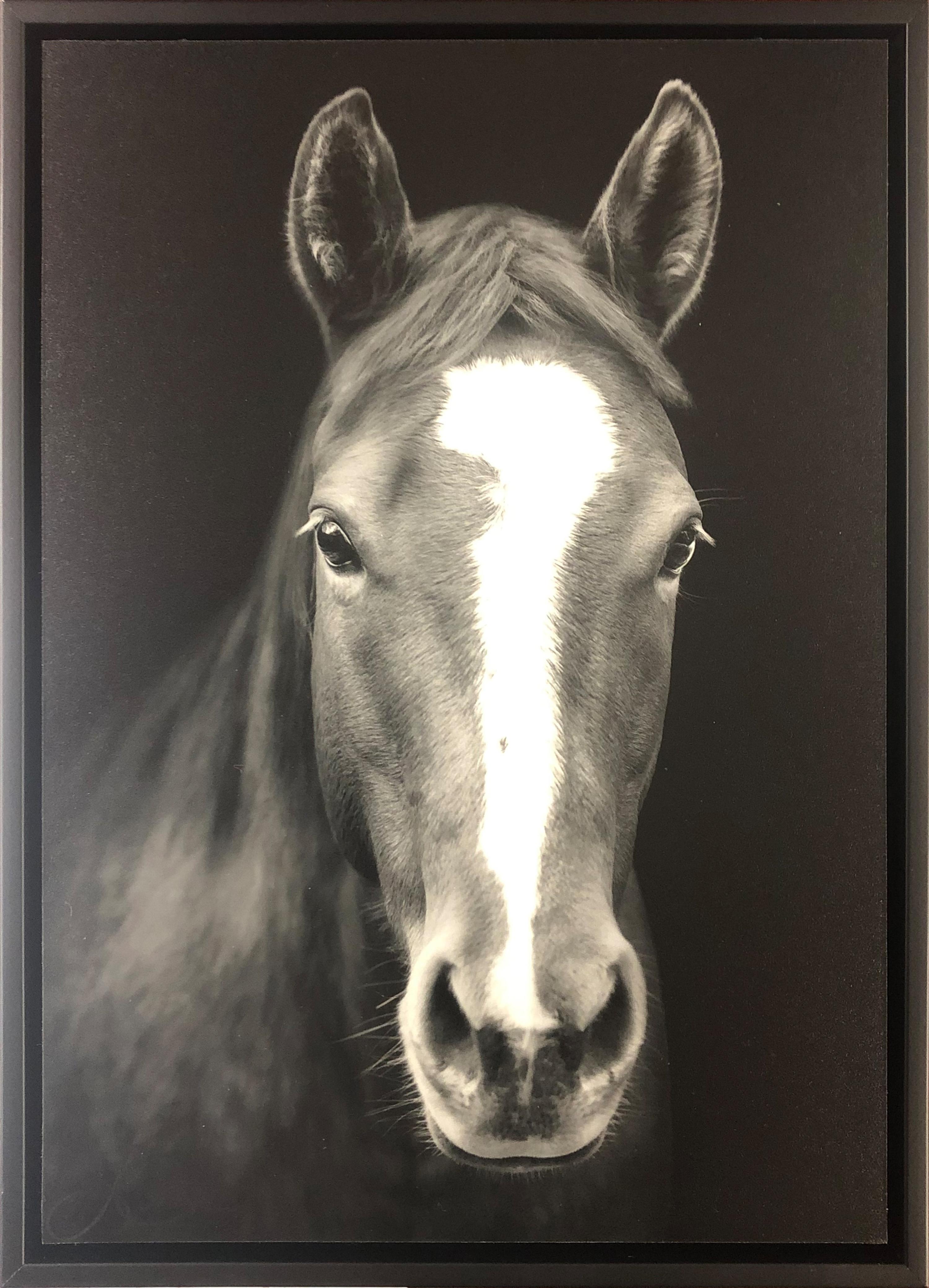 Portrait of a Quarter Horse, edition 3/50, 2020