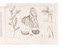 BARTRAM, William (1739-1823). Voyage dans les parties sud de l'Amerique Septentrionale; Savoir: les Carolines septentrionale et meridionale, la Georgie, les Florides orientale et occidentale, le pays des Cherokees, le vaste territoire des Muscogulges ou de la confederation Creek, et le pays des Chactaws . Translated from English into French by P.V. Benoist. Paris: Maradan, An IX [1801].