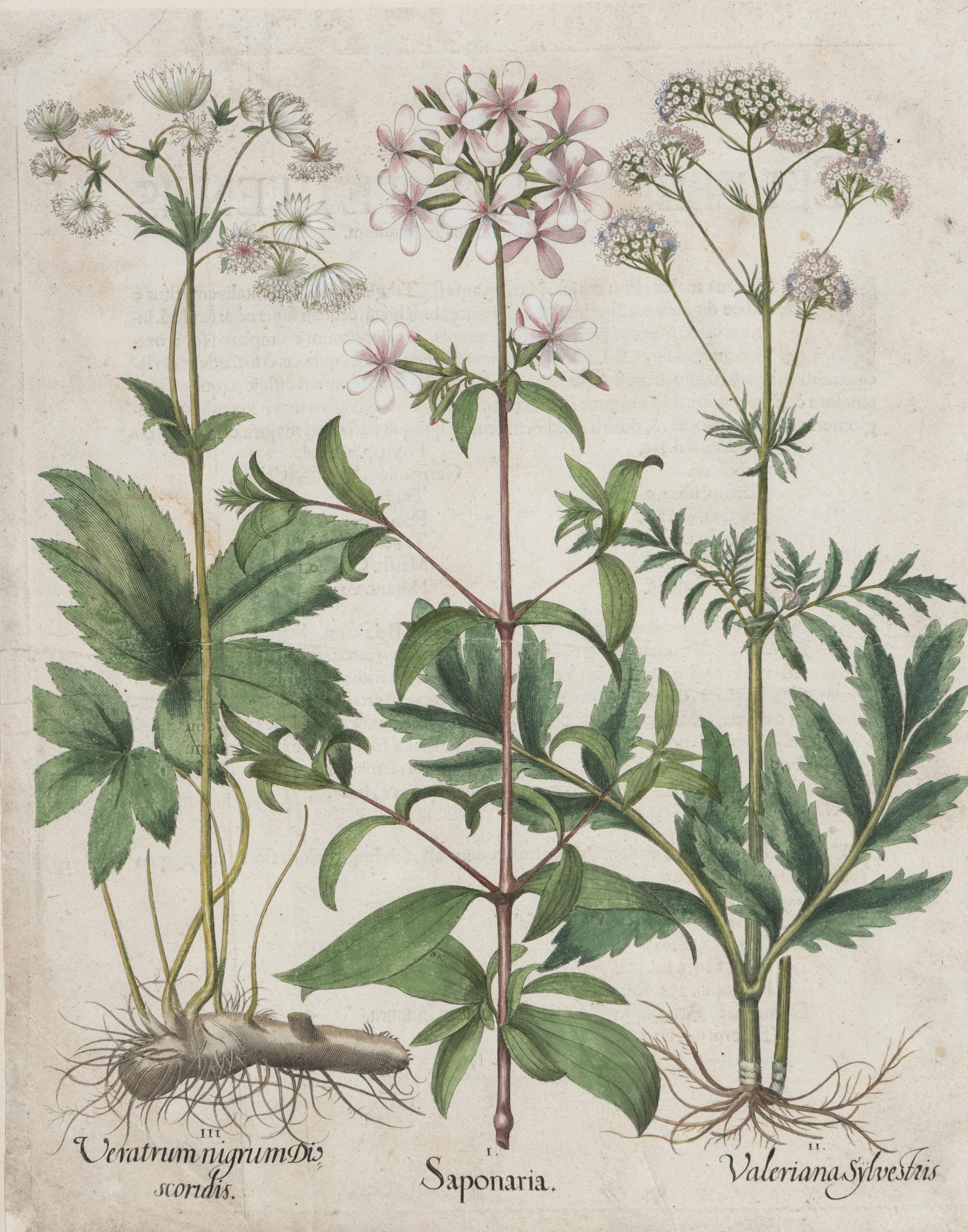 A Group of Five Framed Hand-Colored Botanical Engravings