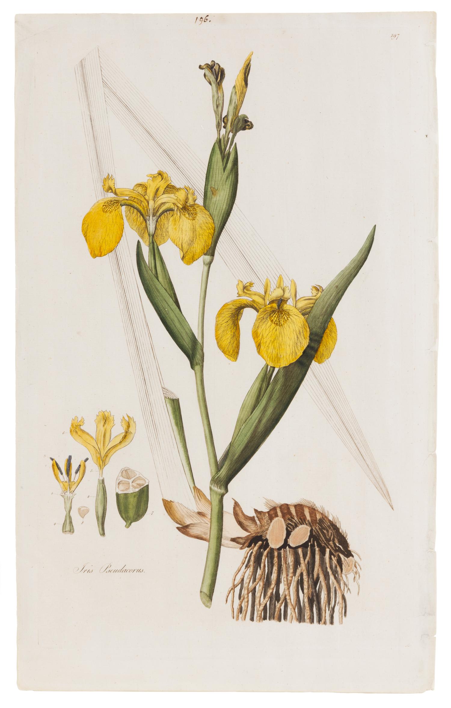 [BOTANICAL]. Curtis, William (1746-1799).