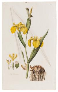 [BOTANICAL]. Curtis, William (1746-1799).