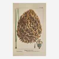 [Americana] Michaux, F. Andrew, and Thomas Nuttall The North American Sylva; or, a Description of the Forest Trees of the United States, Canada, and Nova Scotia...