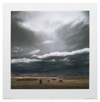 Horses Montana, Badlands, Near Dillon #1, Near Dillon #2 (a group of 4 works), 2005