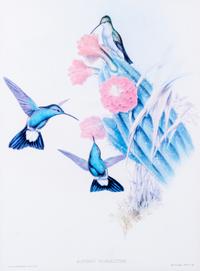 GOULD, JOHN. Four lithographs from Monograph of the Trochilidae, or Family of Humming-birds.