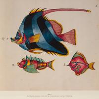 A Suite of Thirteen Framed Giclee Prints of Colorful Tropical Fish — 20TH/21ST CENTURY